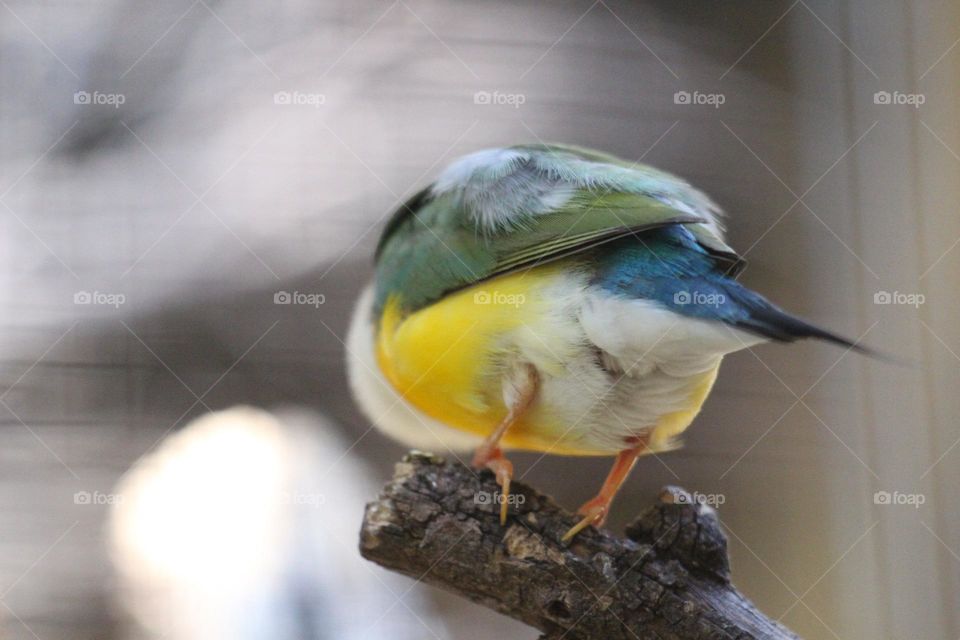 A gouldian finch perching on a branch in its large aviary cage, we only see the back side