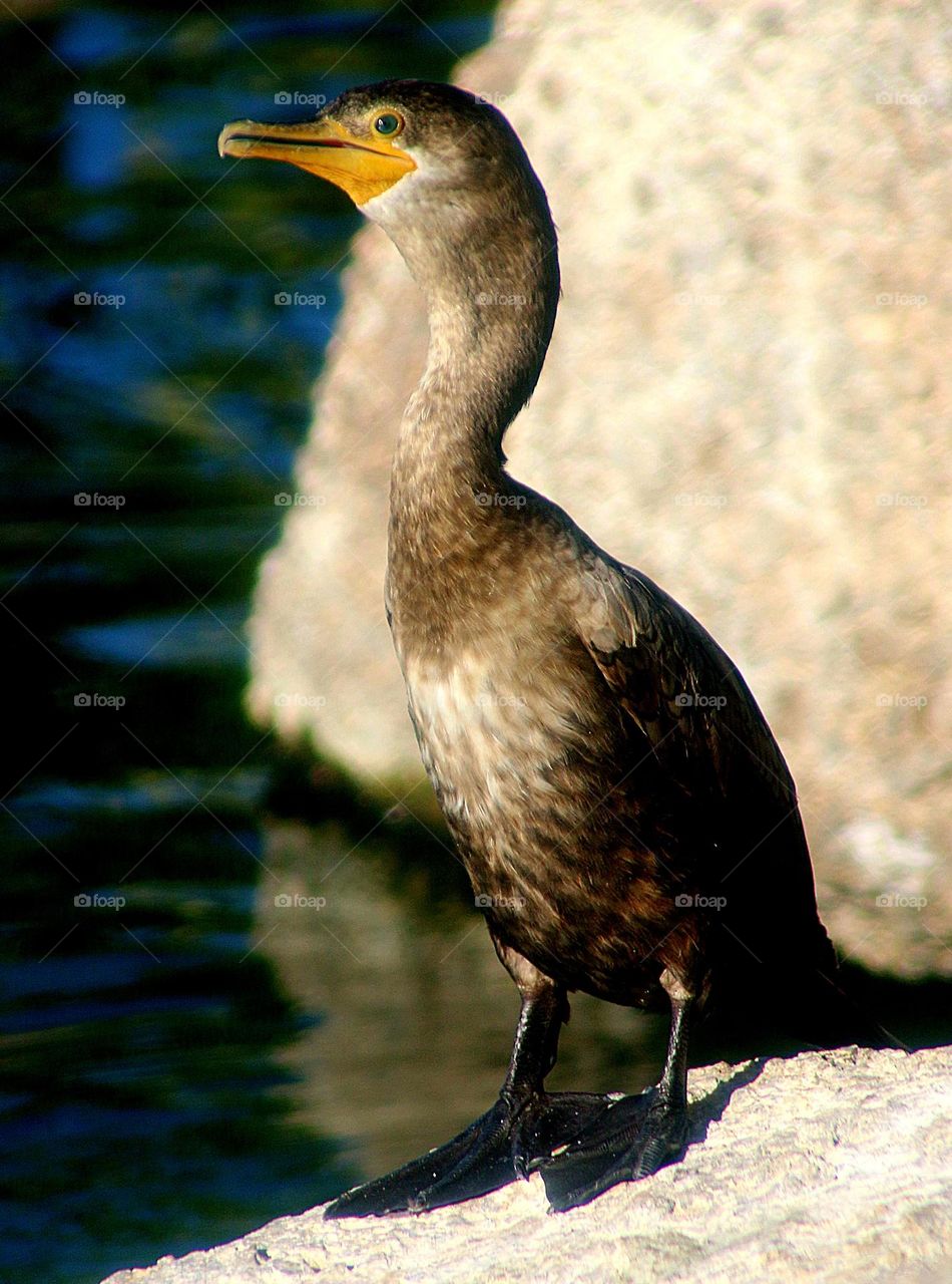 Cormorant on a Rock