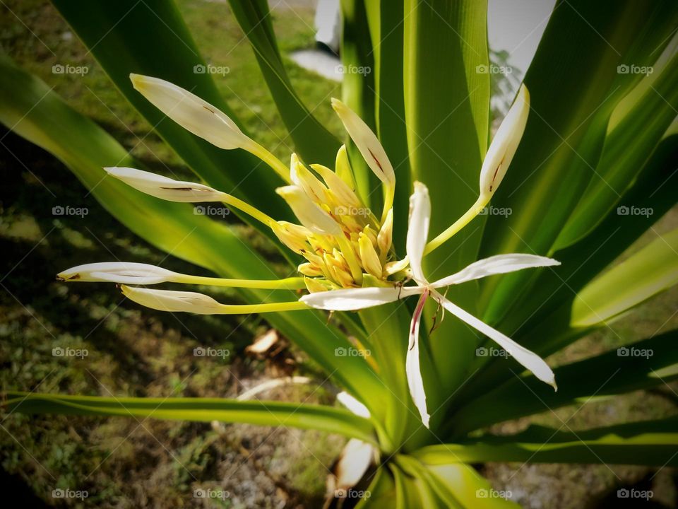 Spider lily plant with its flower and green leaves