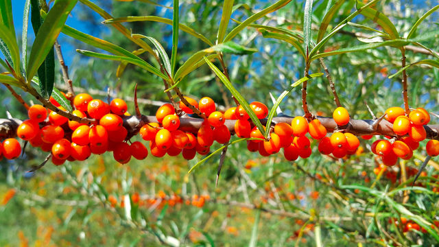 sea buckthorn berries on sea buckthorn Bush, colorful orange color
