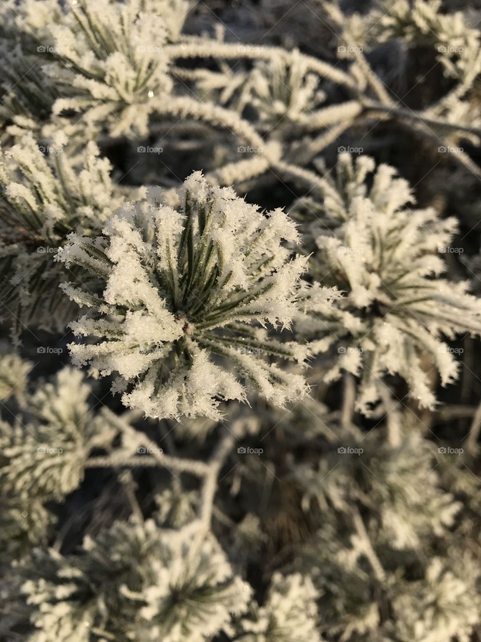Evergreen with beautiful frost