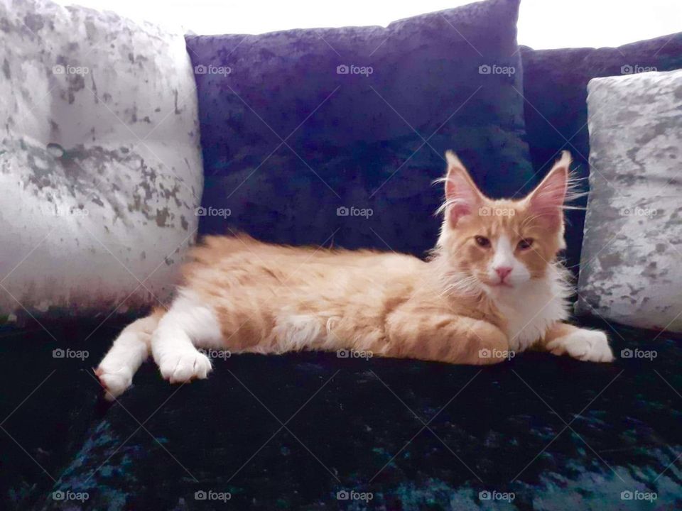 Maine coon kitty 🐱