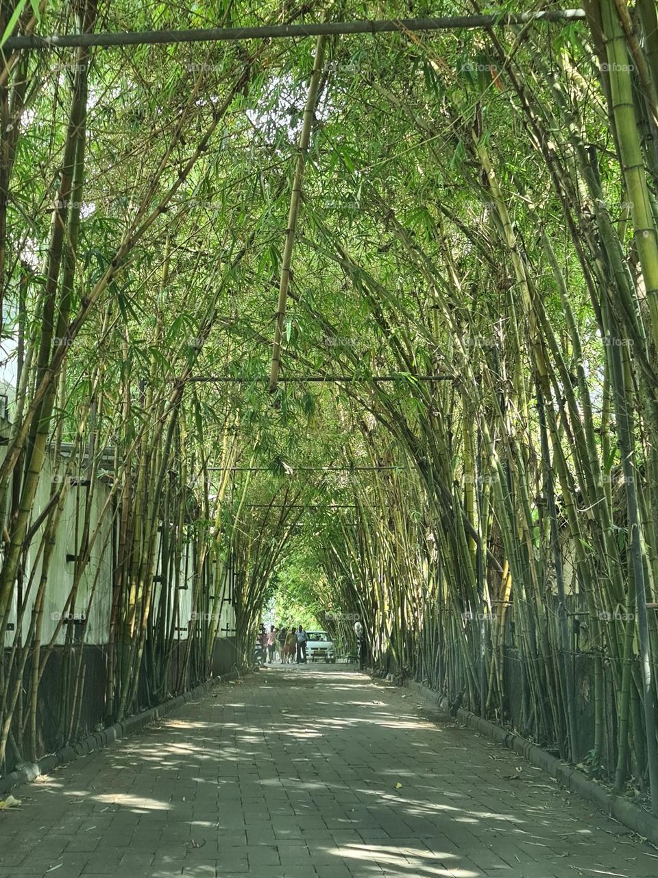 bamboo fencing is always echo friendly