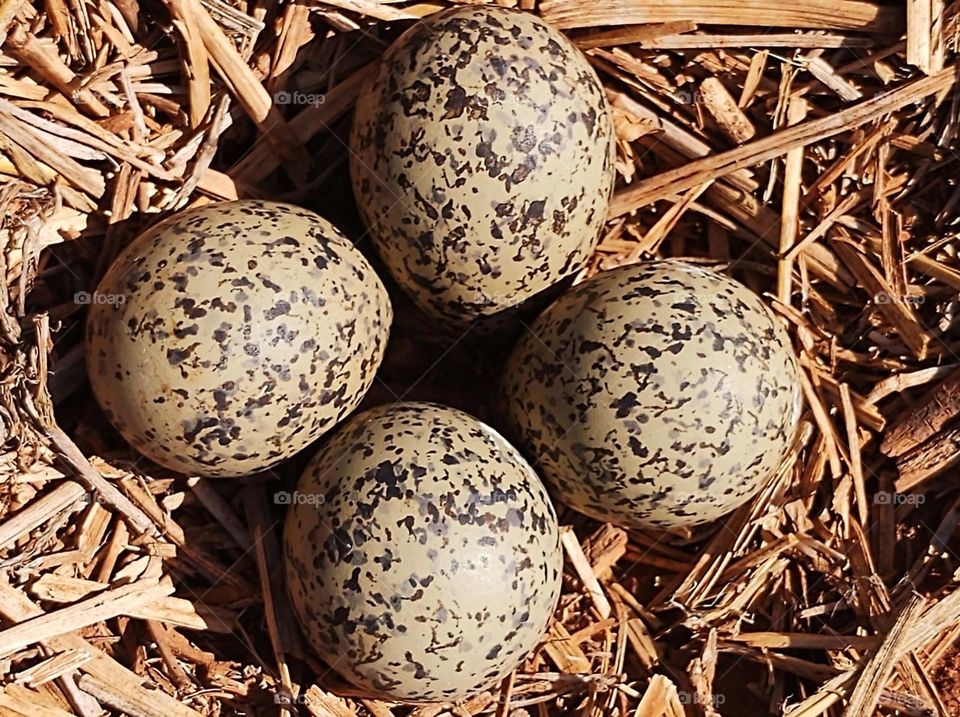 The lapwing is a typical South American bird that makes its nests on the ground, so its eggs are beige with brown spots to camouflage itself from predators.