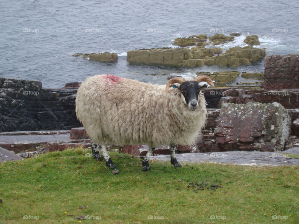 sheep in Scotland