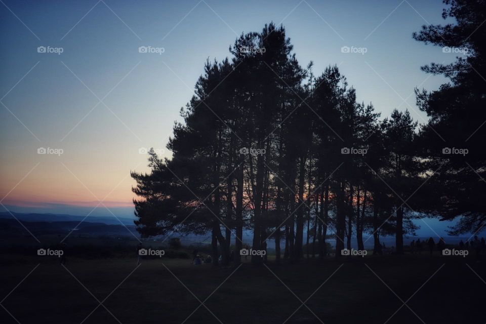 Tree silhouette on May Hill at dusk