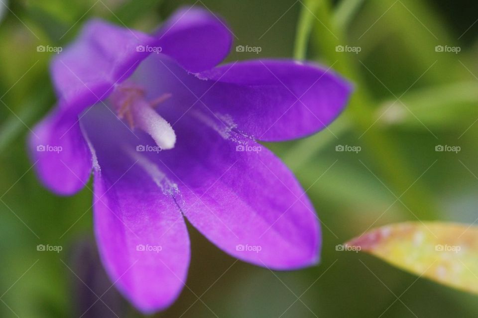 Purple Flower in bloom