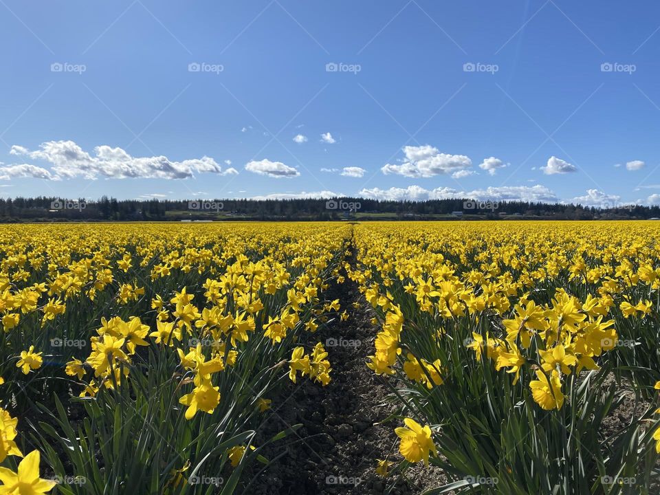 Fields of daffodils 