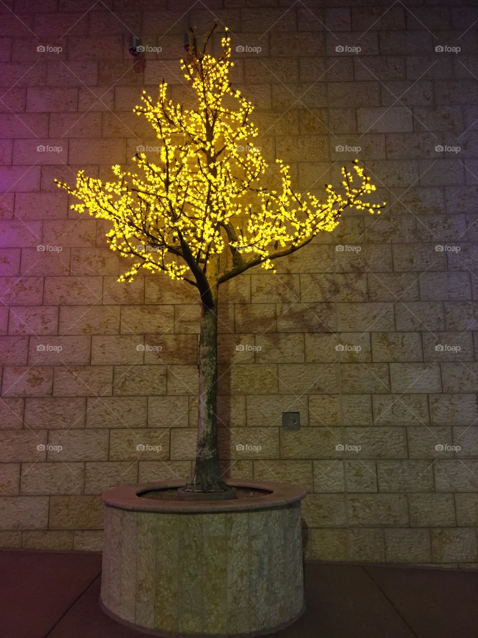 Yellow
Tree
Light
Night