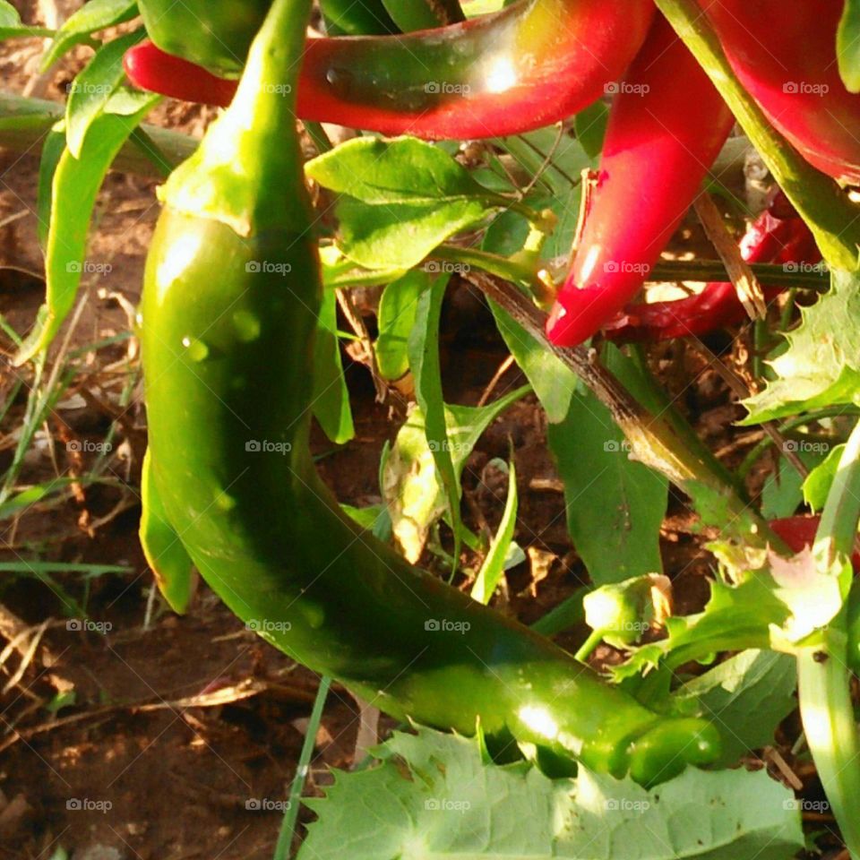 Delicious red and green peppers.