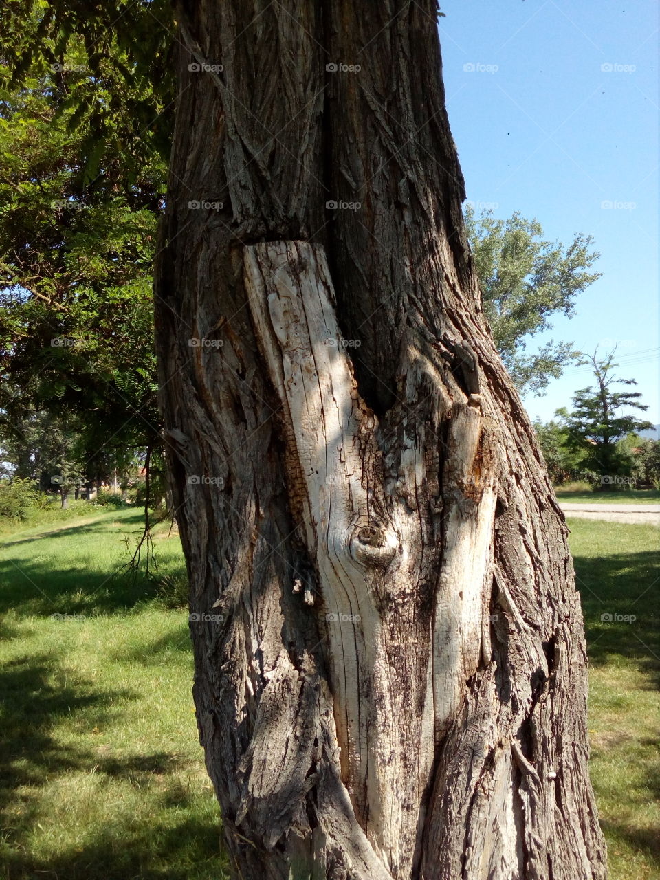 peeled bark on a tree