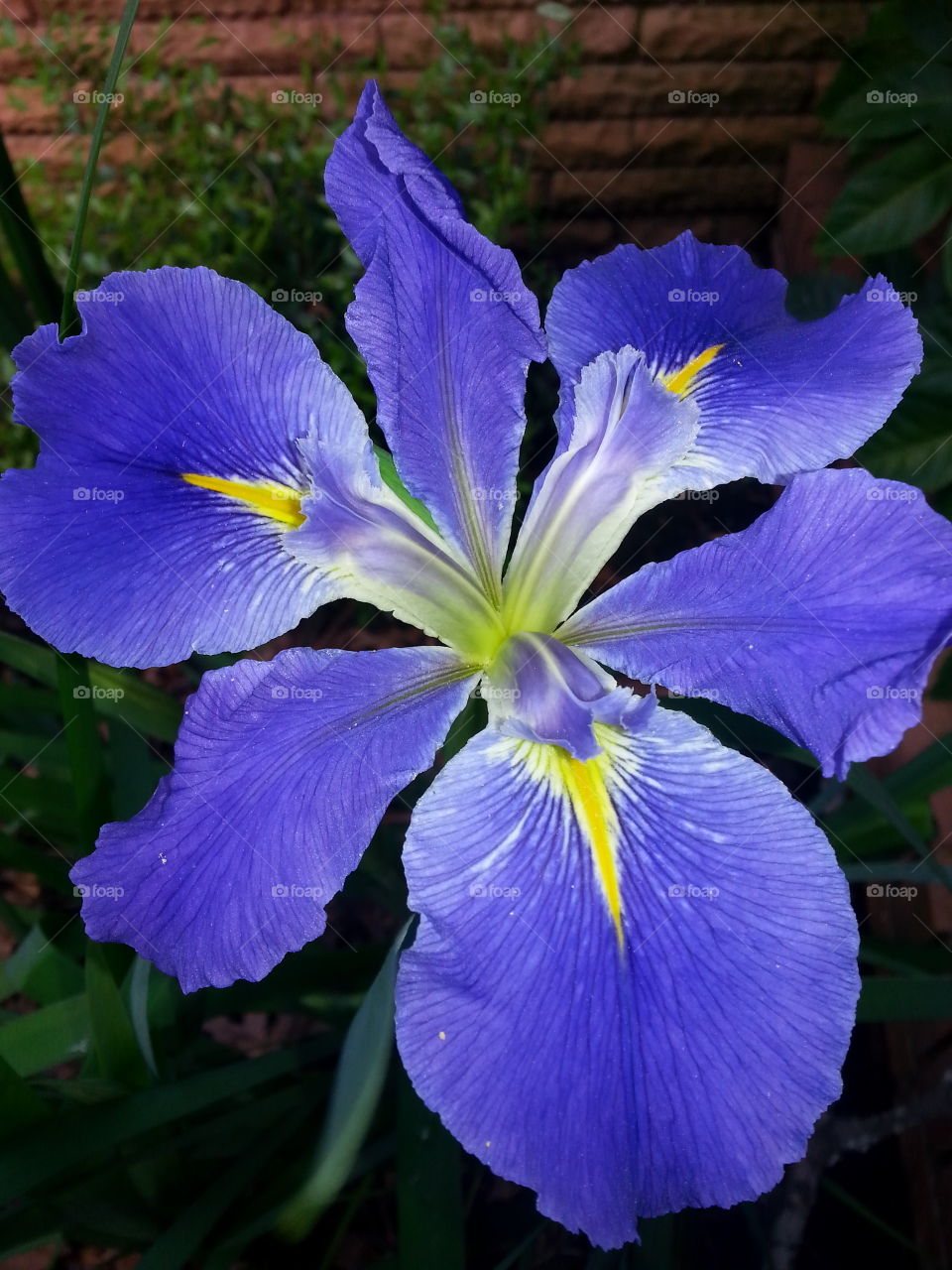 iris