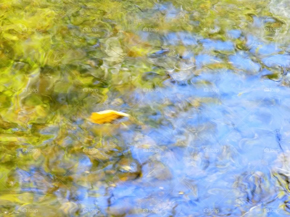 Only leaf on the water