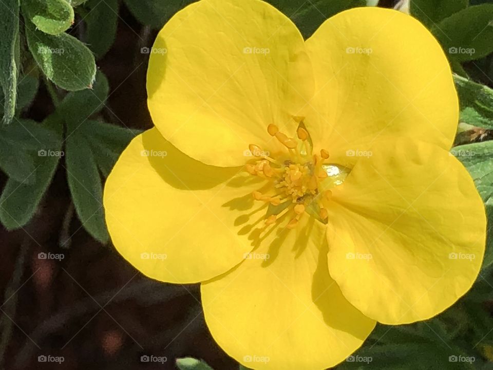 Yellow bloom 