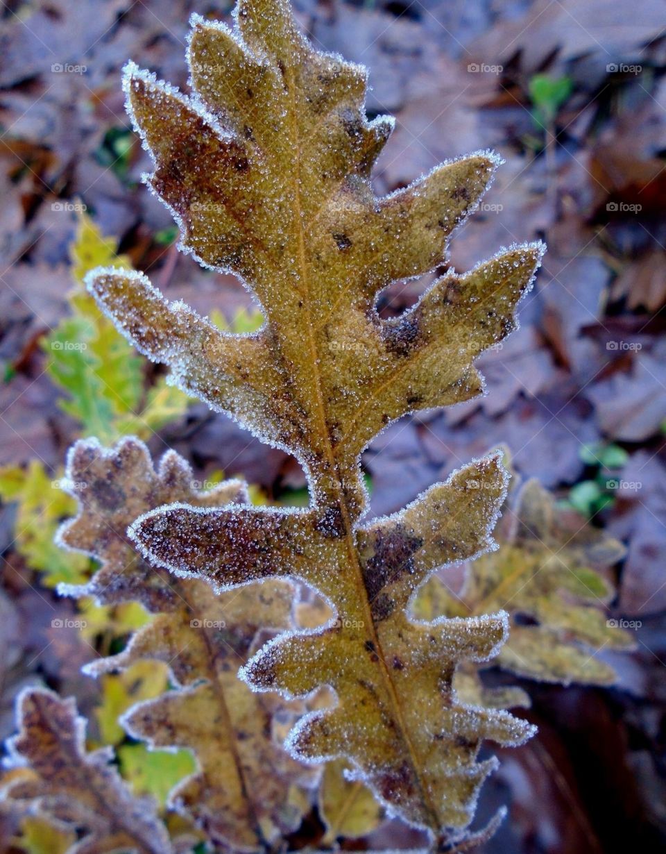 Frozen leaf