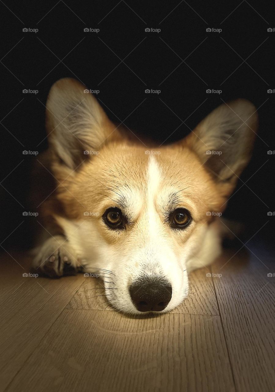 corgi lying on the floor
