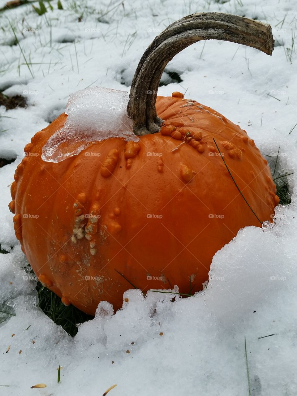 snow pumpkin