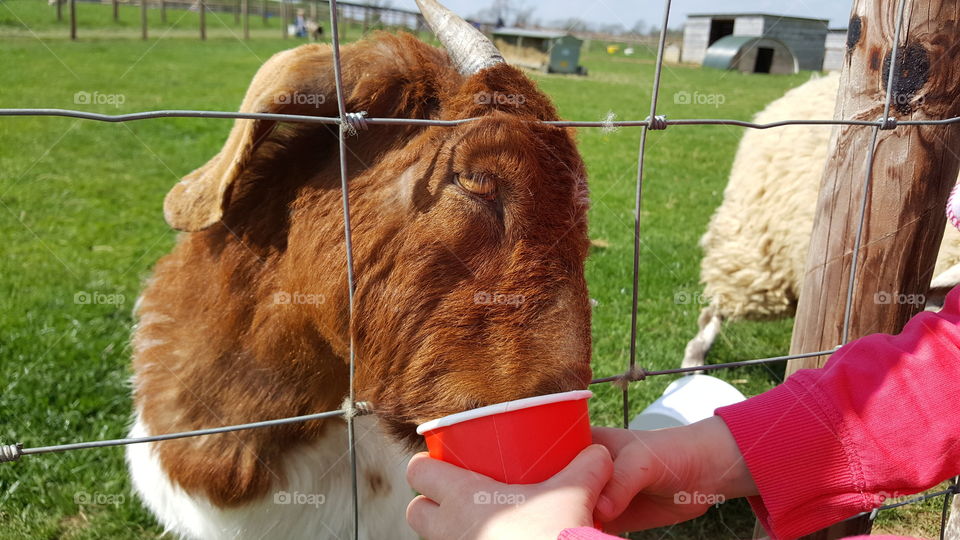 Feeding goat