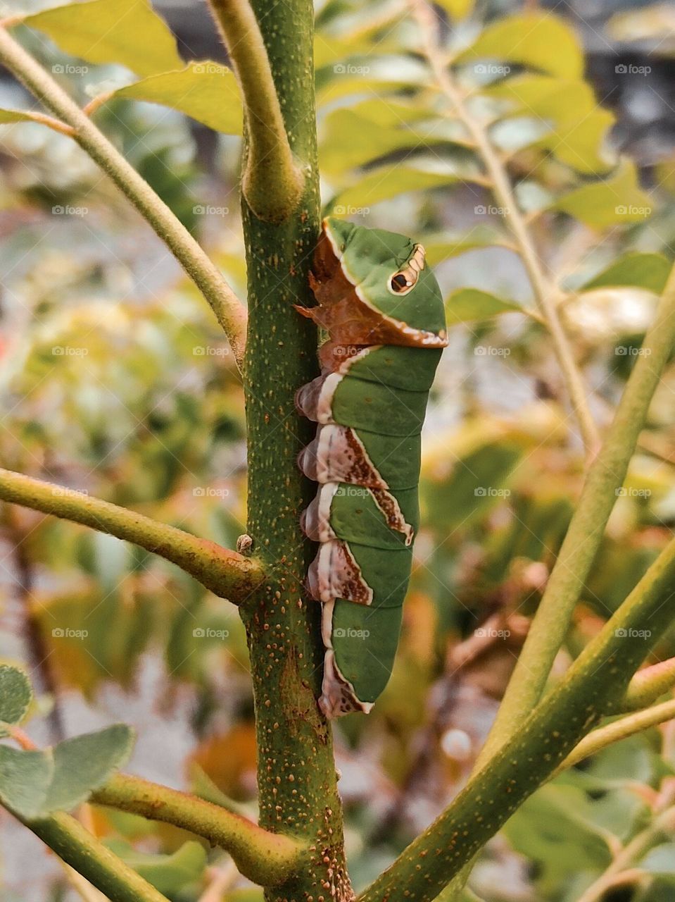 A caterpillar climbing for food