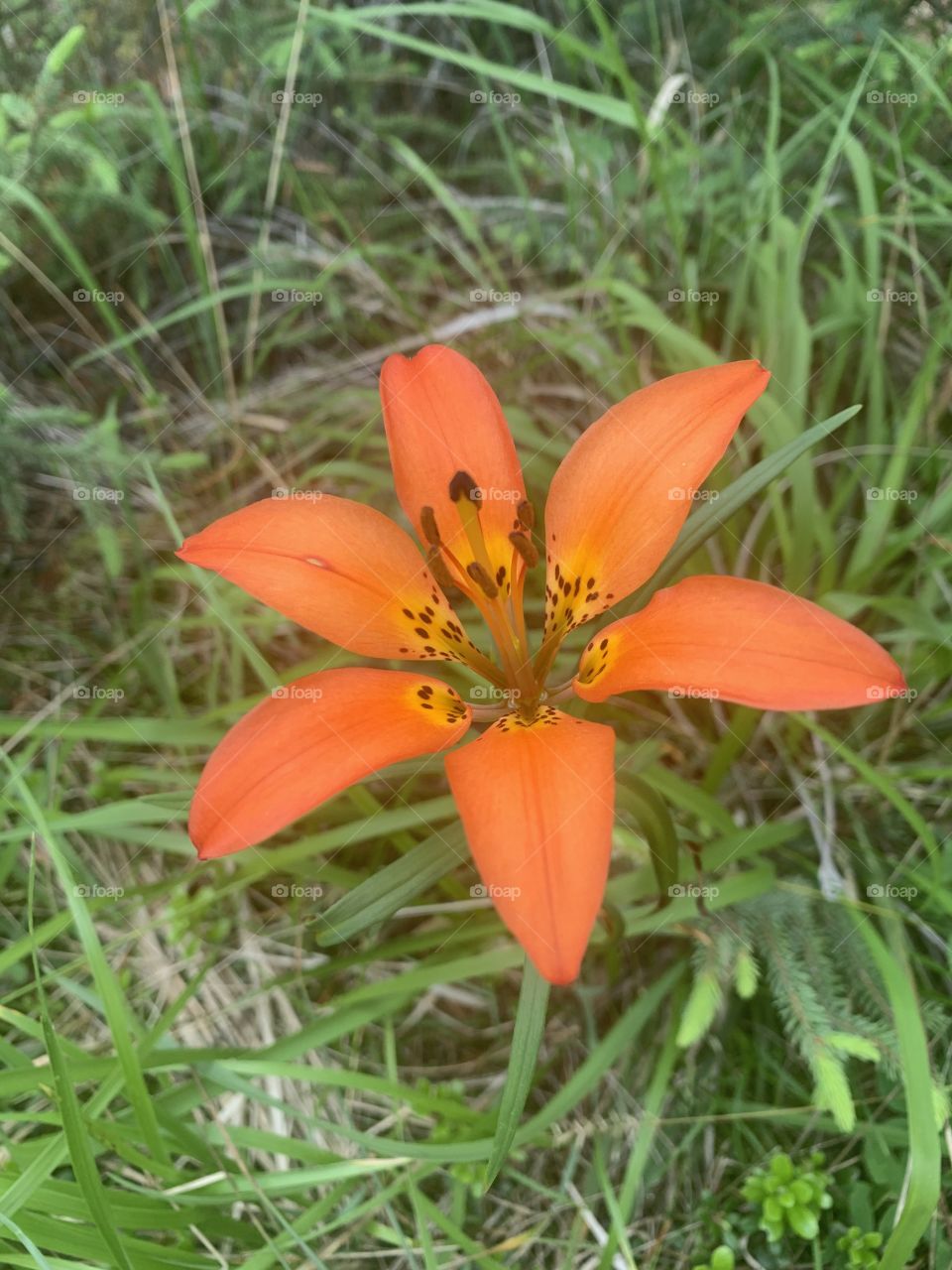 Tiger lily 