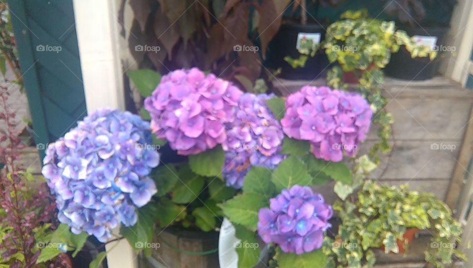 Purple and blue flowers