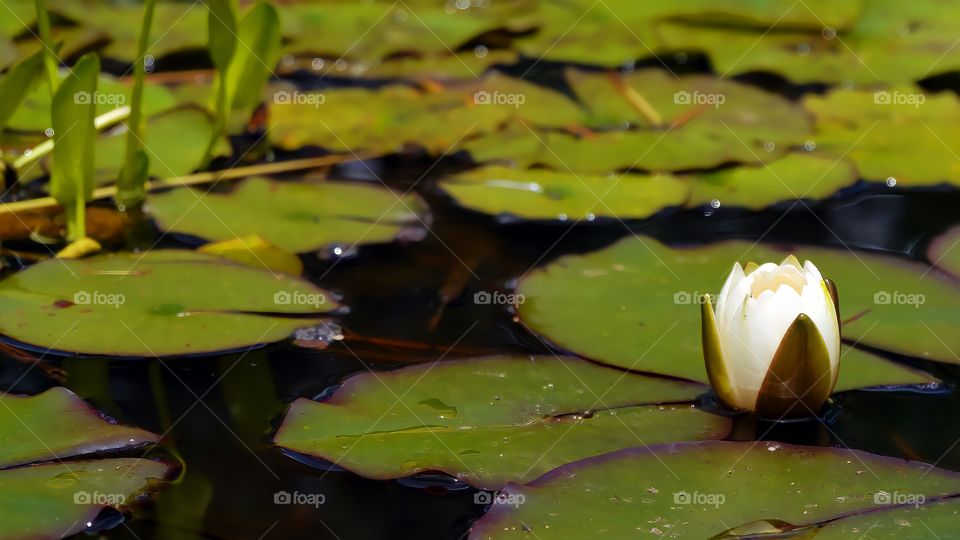 White water lily flower bud about to open on top of lily pad.