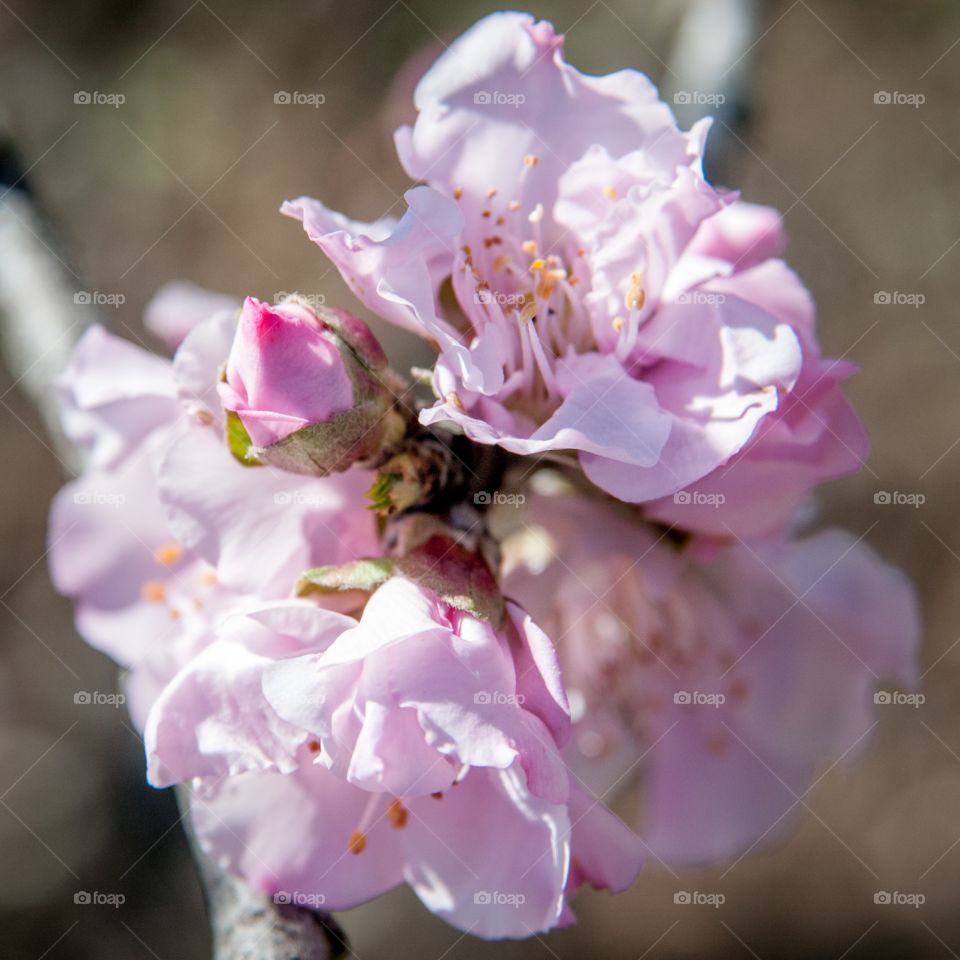Nectarine blossoms 