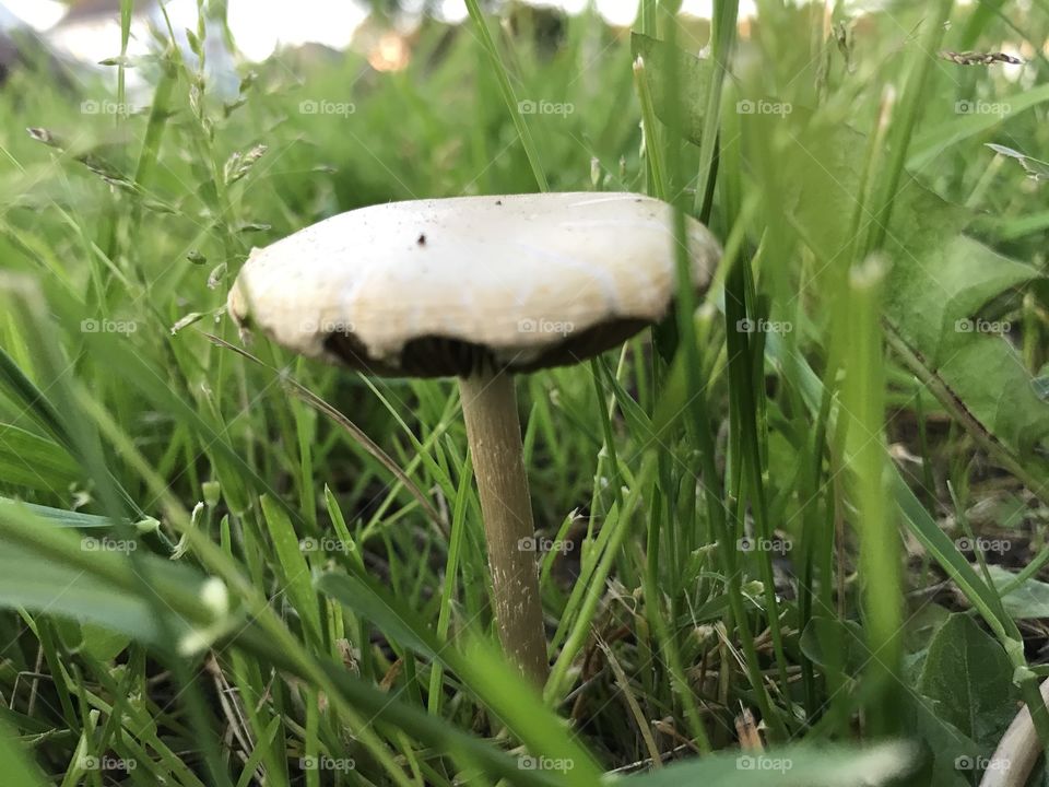 Lonely mushroom growing in a field of grass