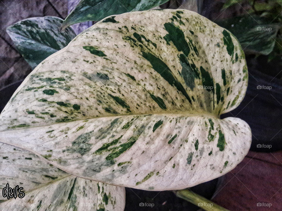 Live happily, the tree of your life cannot die just from losing a leaf

 - D. Wijaya