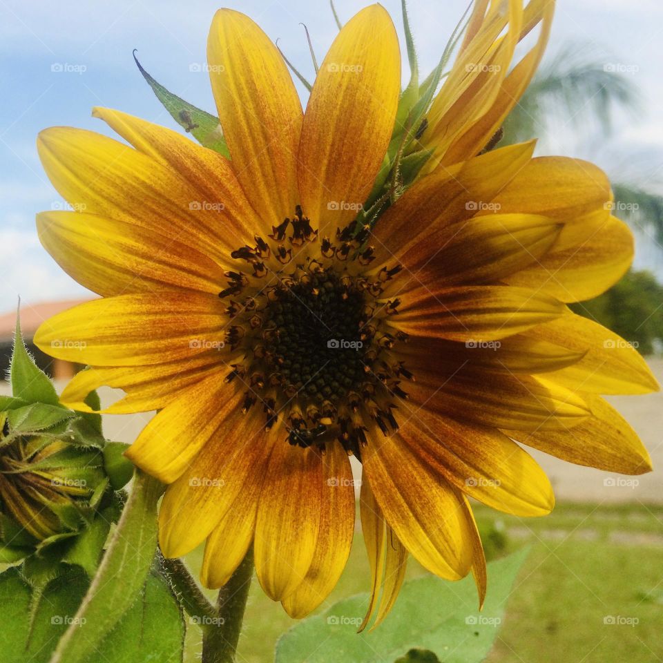 🌹 🇺🇸 Very beautiful flowers to brighten our day.  Live nature and its beauty. Did you like the delicate petals? / 🇧🇷 Flores muito bonitas para alegrar nosso dia. Viva a natureza e sua beleza. Gostaram das pétalas delicadas? 