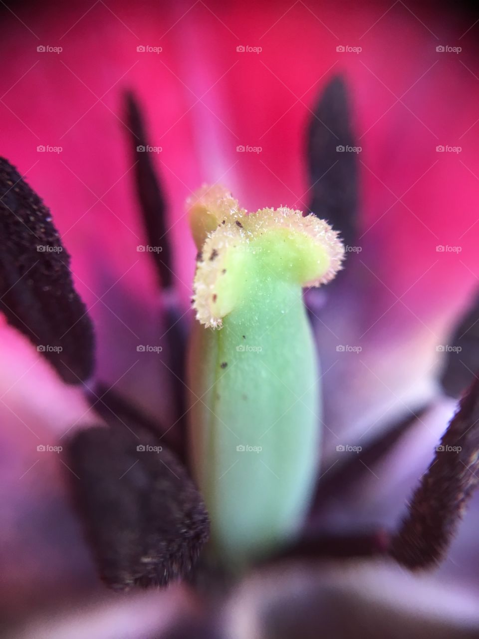 Tulip stamen