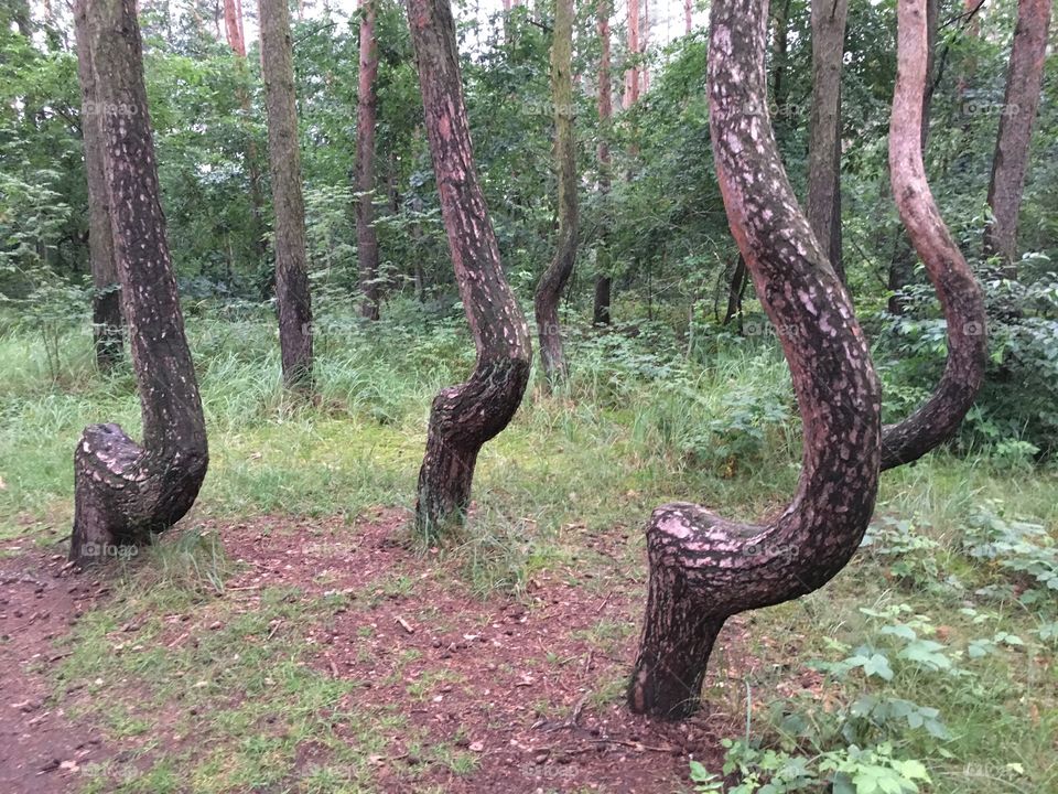 Nowe Czarnowo - Crooked trees - Poland