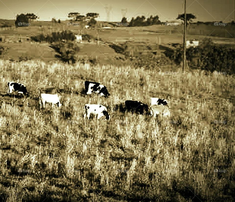 vacas