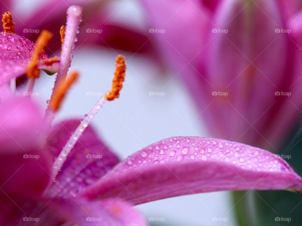 Close-up of an orchid with raindrops