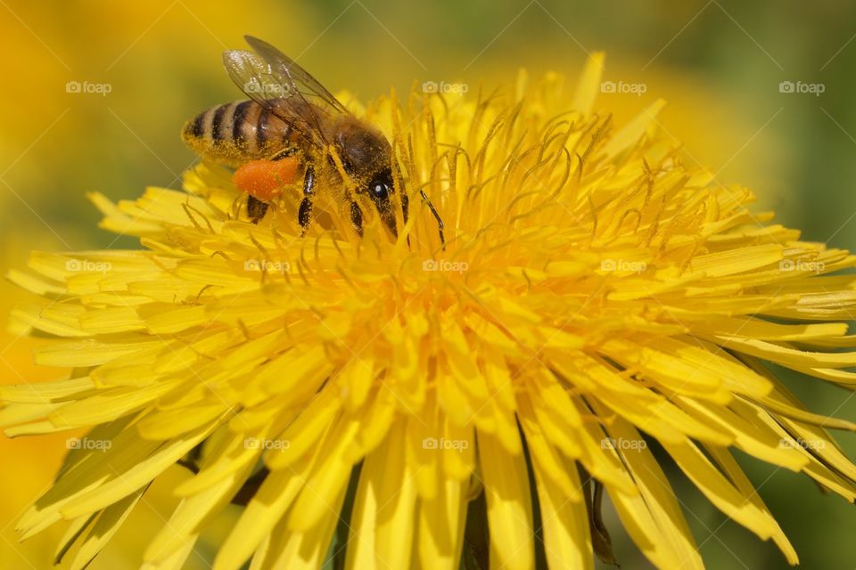 Bee on the yellow dandelion flower