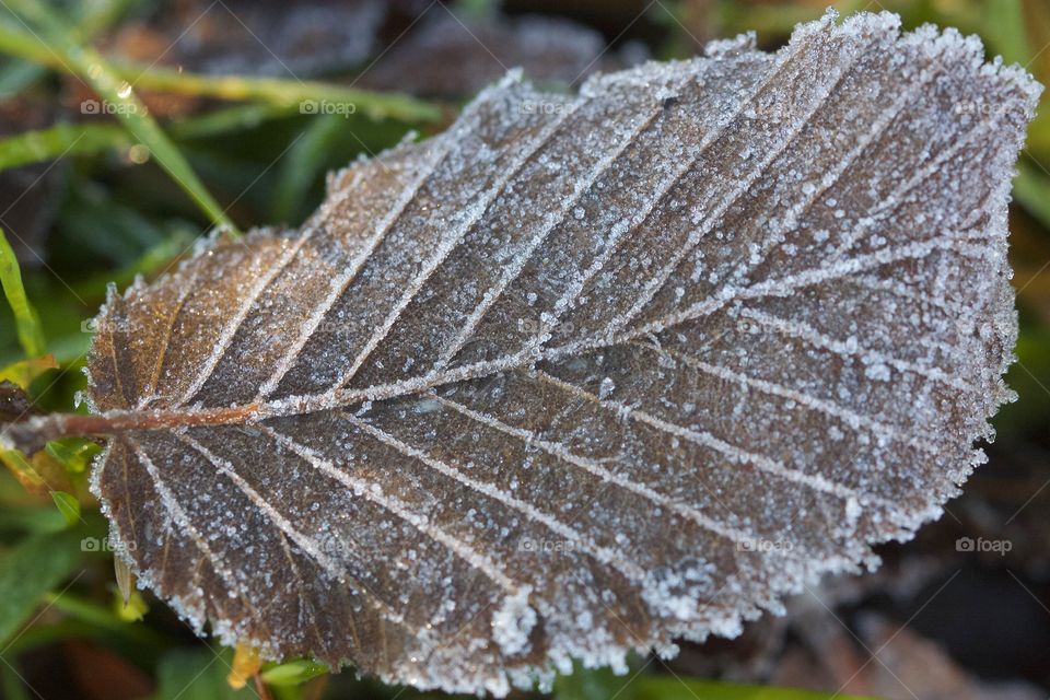 Close-up of frozen Leaf