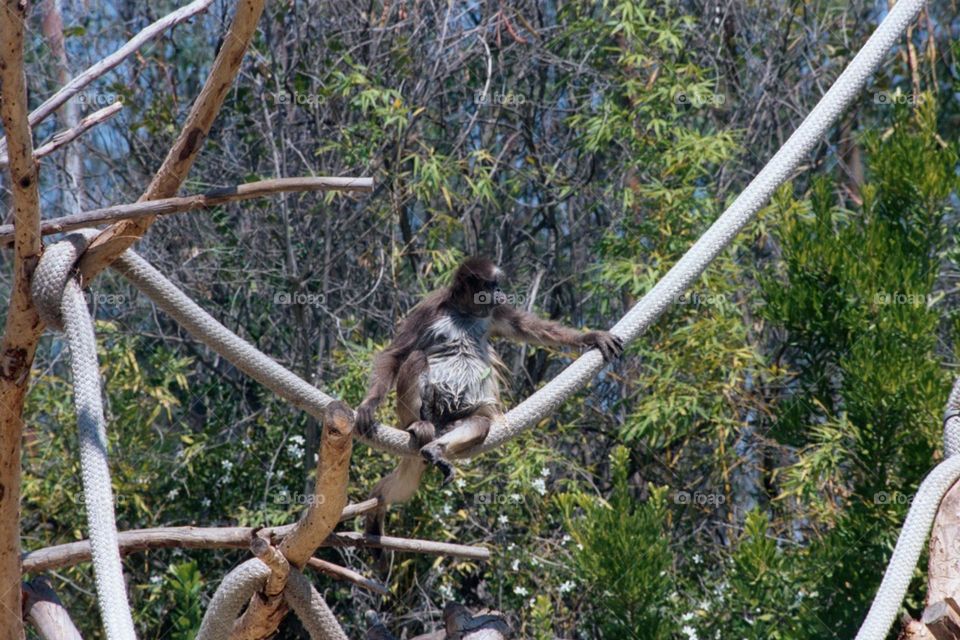 Swinging at the zoo