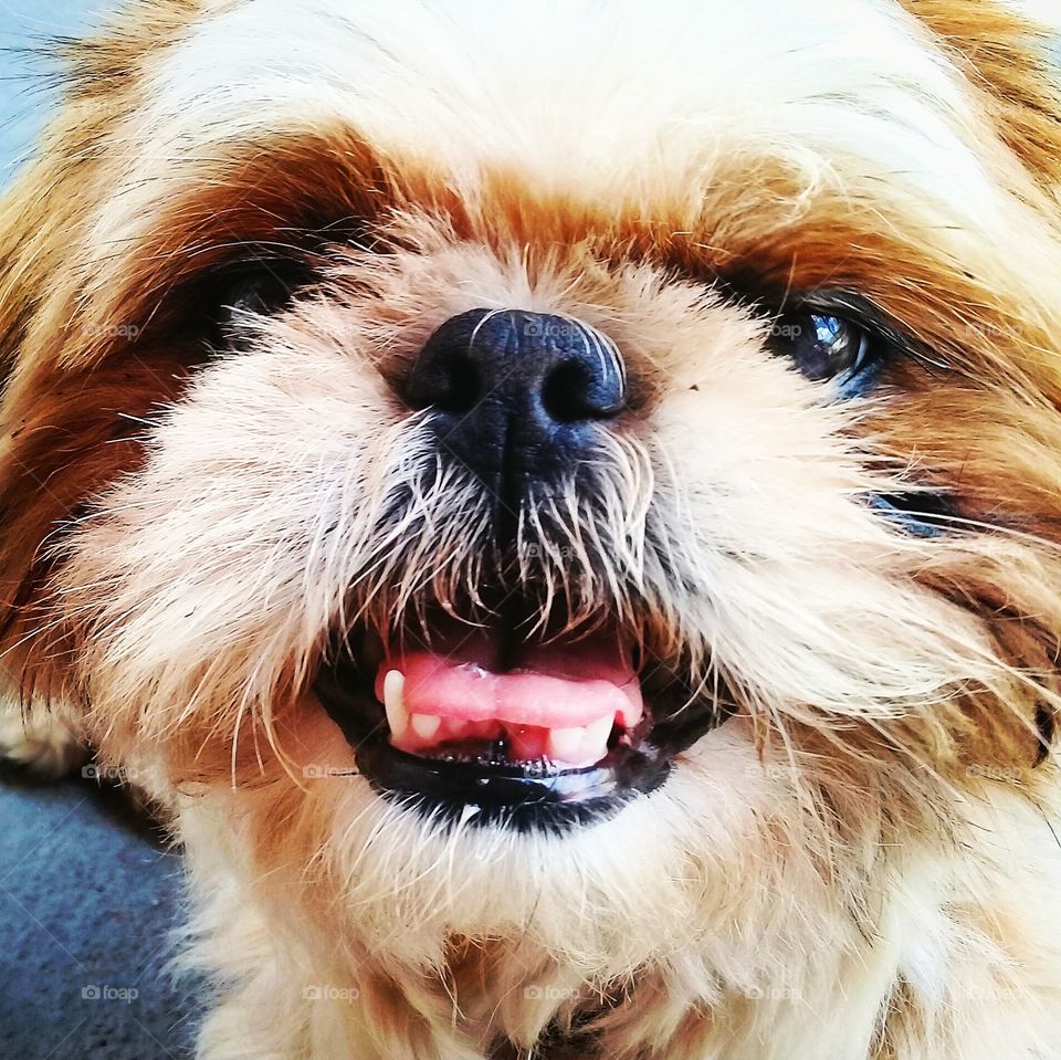 SELFIE - Acho que nossa cachorrinha está precisando de um dentista... Mas o sorriso dela sempre foi engraçado assim!