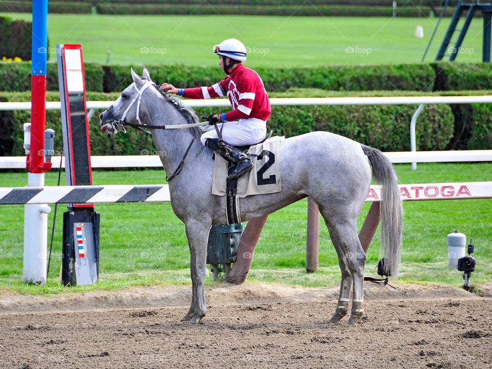 Just Wicked Wins. Just Wicked, a beautiful white-roan filly, posing in the mirror of the finish line. 
ZAZZLE.com/FLEETPHOTO 