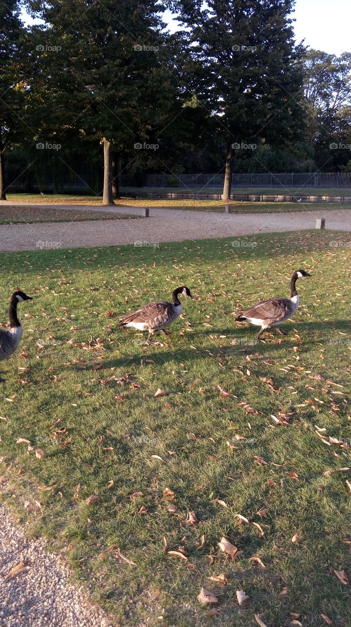 Gooses at Hampton Court Palace Garden
