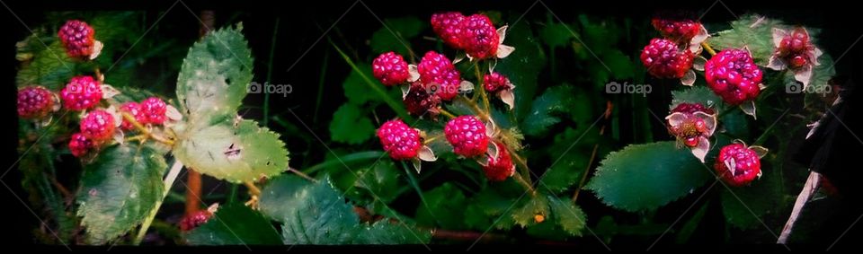 raspberries
