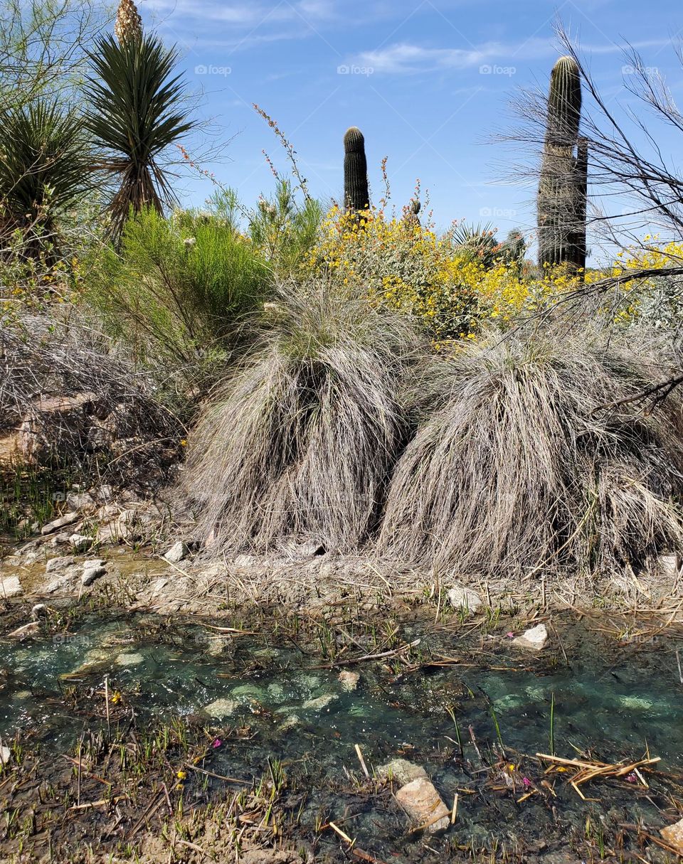 Arizona Creek Amidst Flowers and Cactus