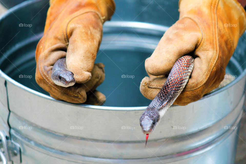 Rat Snakes. Caught some rat snakes in the yard. Love the coloring of the snakes and my husbands gloves:)