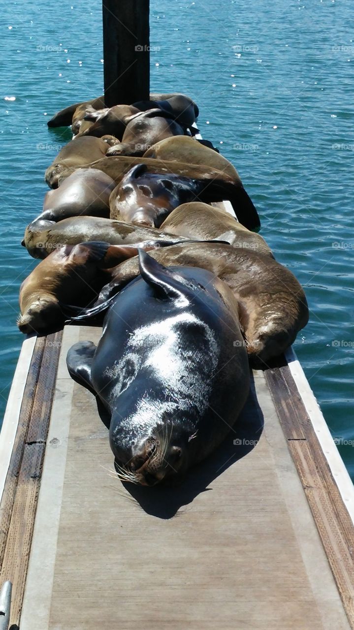 sea lions napping
