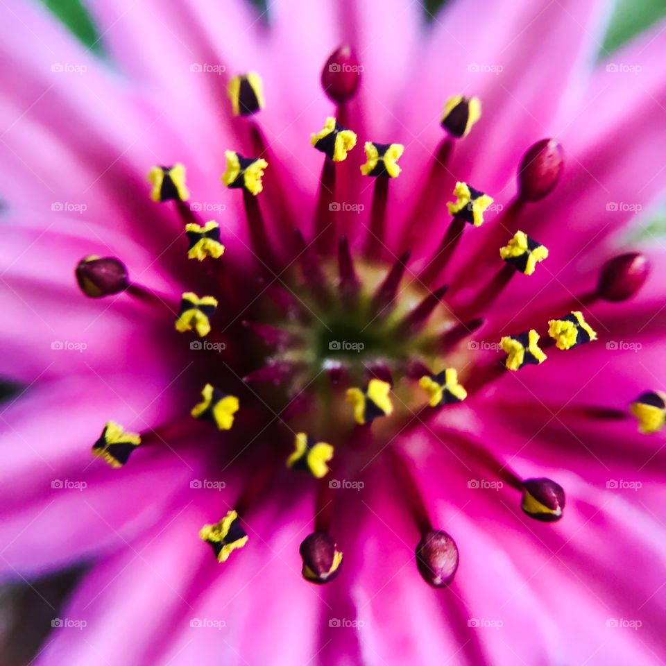 Flower, Nature, No Person, Dof, Summer