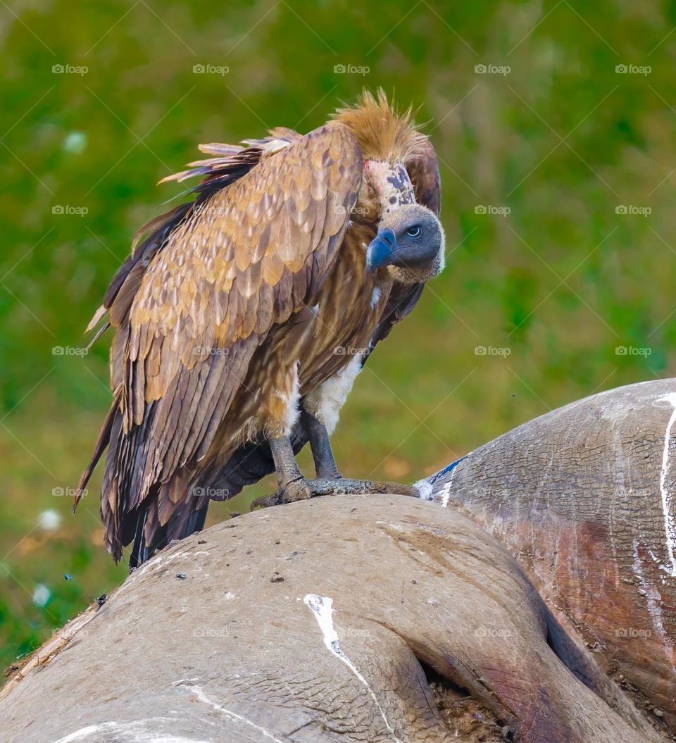 Vulture on Poached Rhino - we saw a huge flock of vultures (100+) and then what they were feeding on, a rhino had been slaughtered for its head, horn, penis and organs. The rest was left to rot. The horrible sight/smell left an indelible impression.