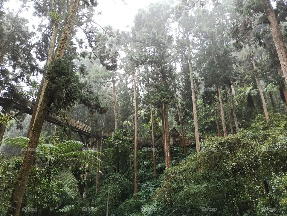 Rural area "Forest of fog"