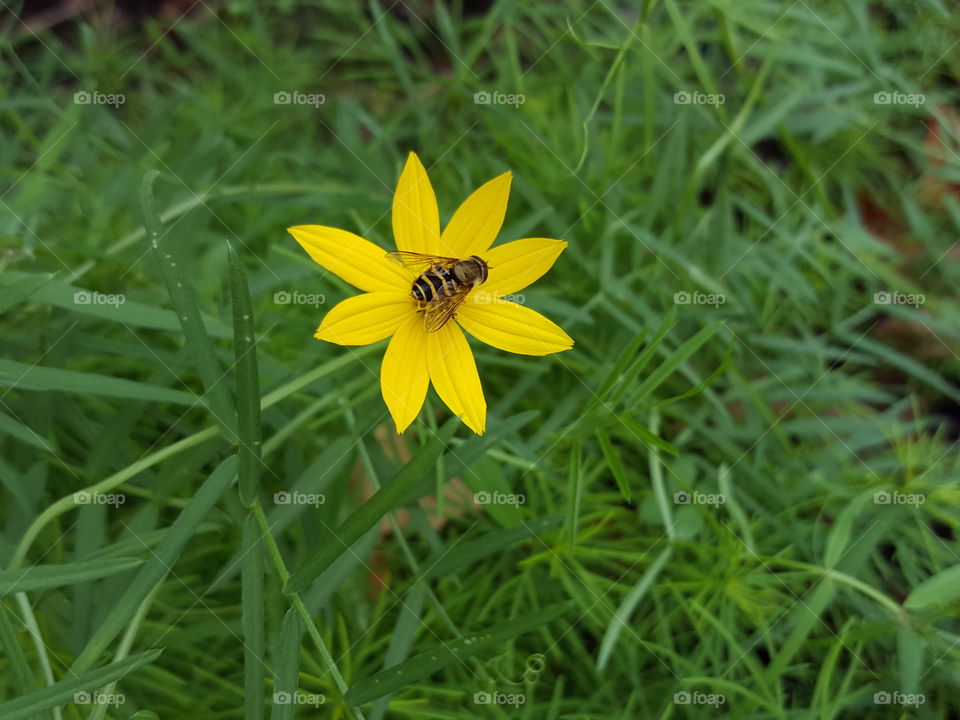 High angle view of bee on flower