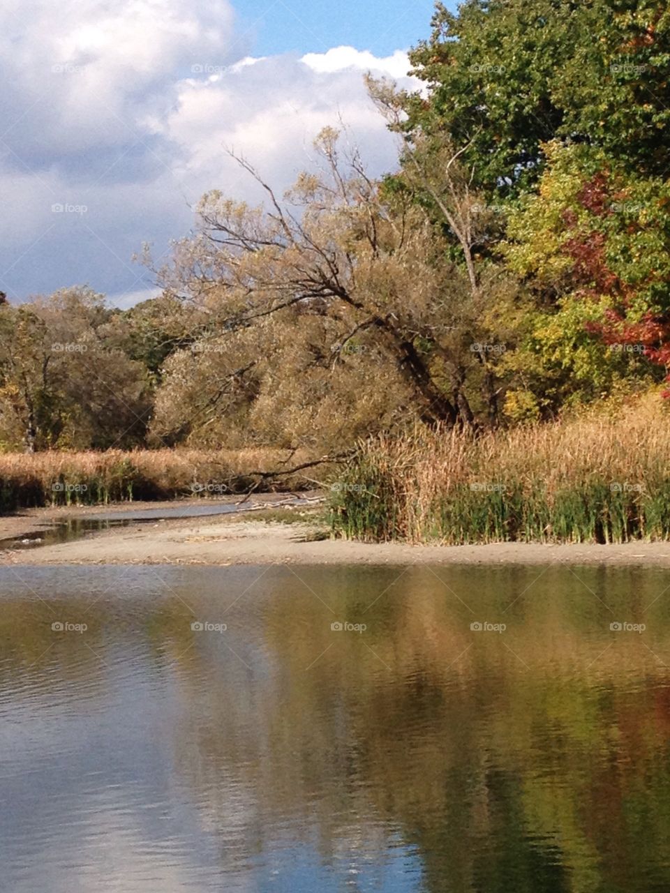 A little marsh on a sunny day