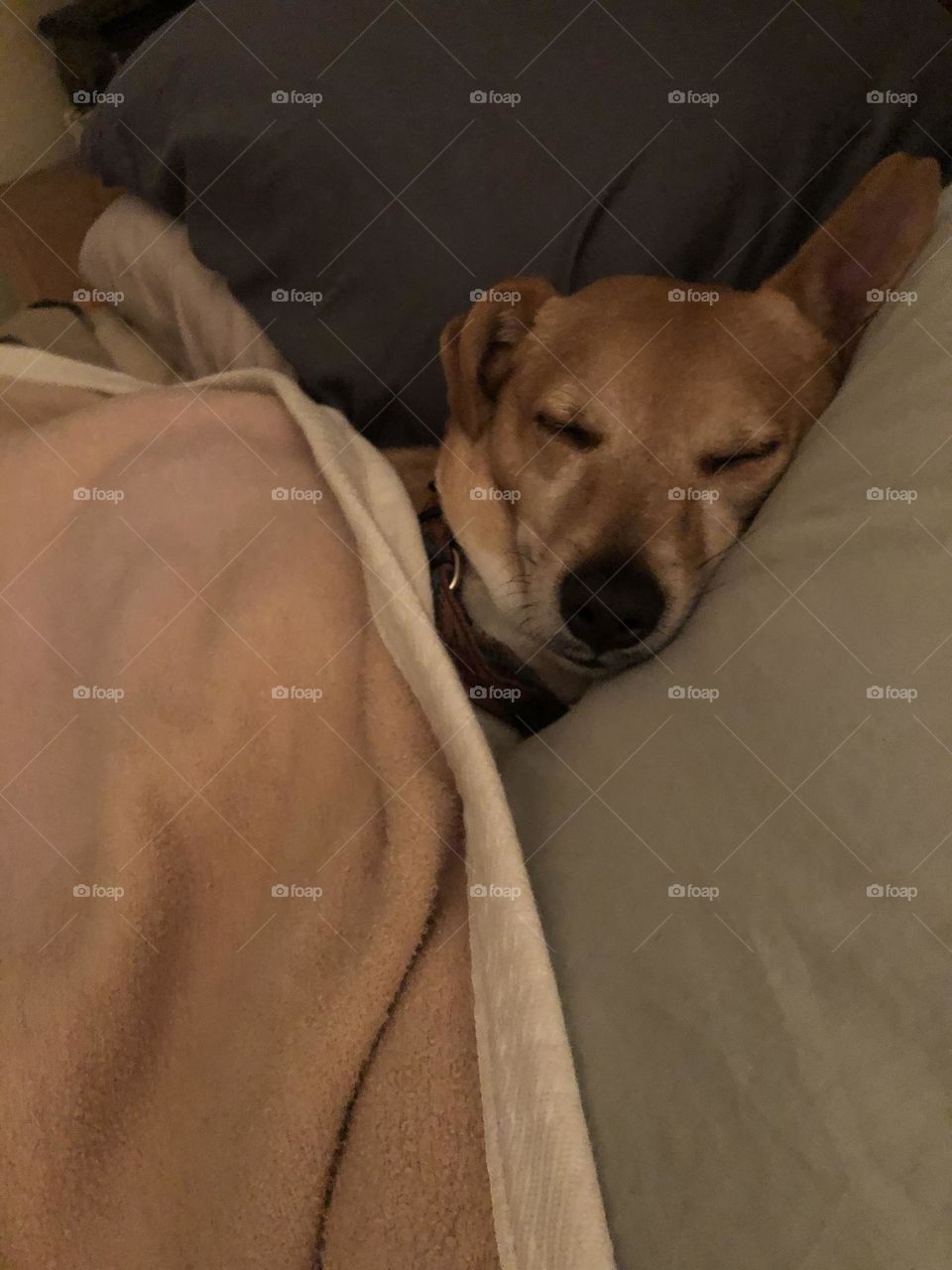 Lil Dog Tucked In For The Night